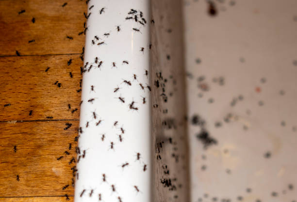 Best Rat Extermination Near Me  in Highland Falls, NY