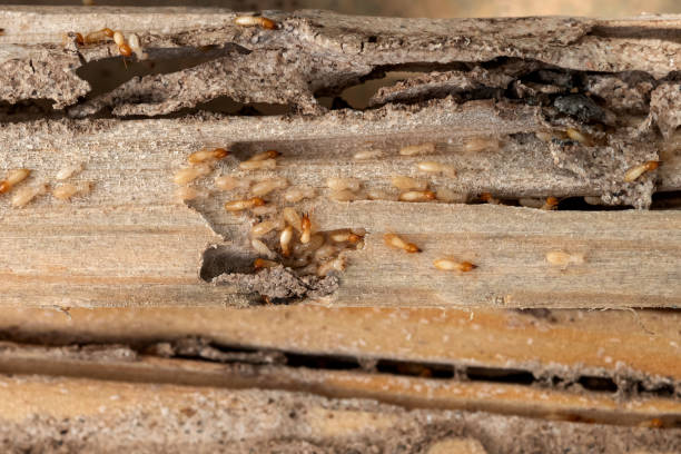 Best Flea Control Services  in Highland Falls, NY